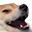 :dogeKEK: